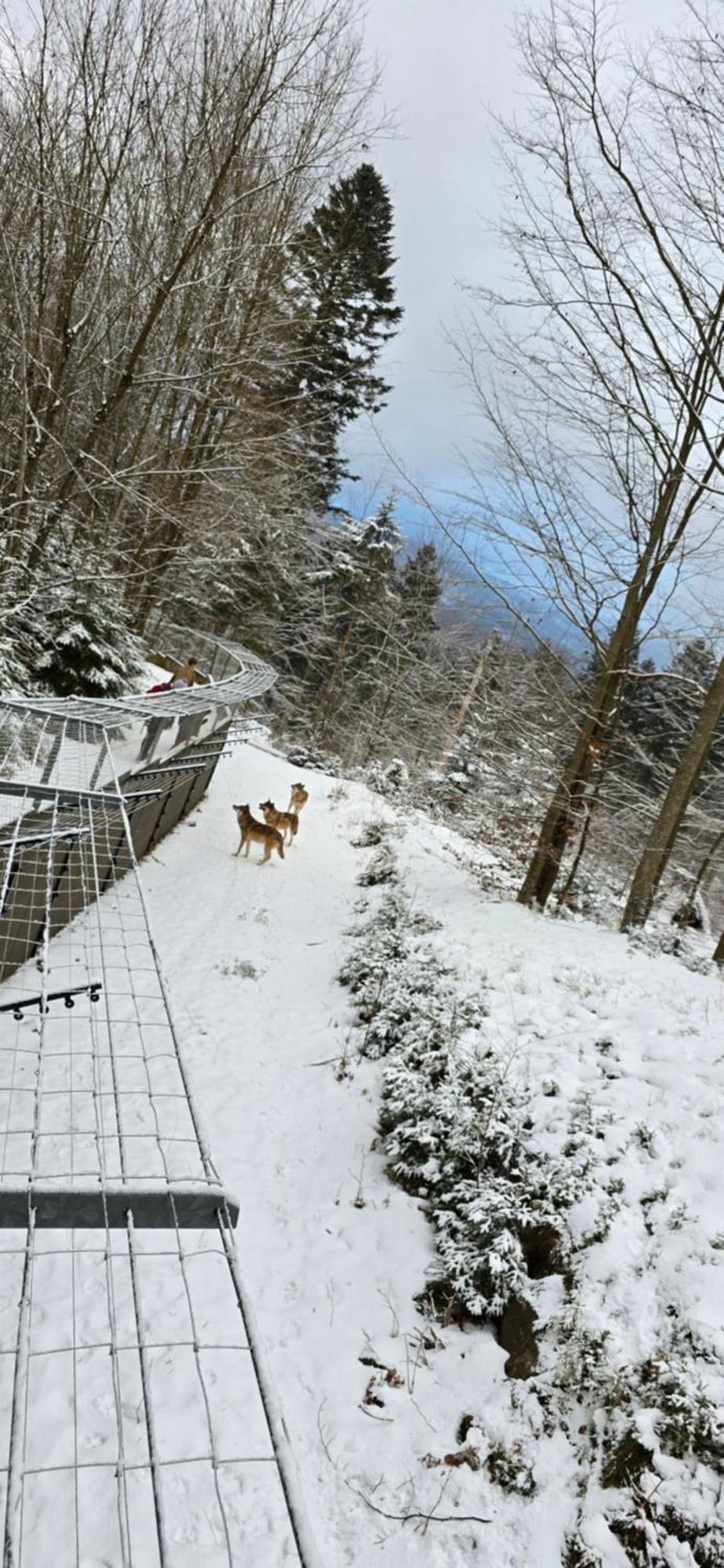 Apartment Am Nationalpark Bayerwald Lindberg Eksteriør bilde
